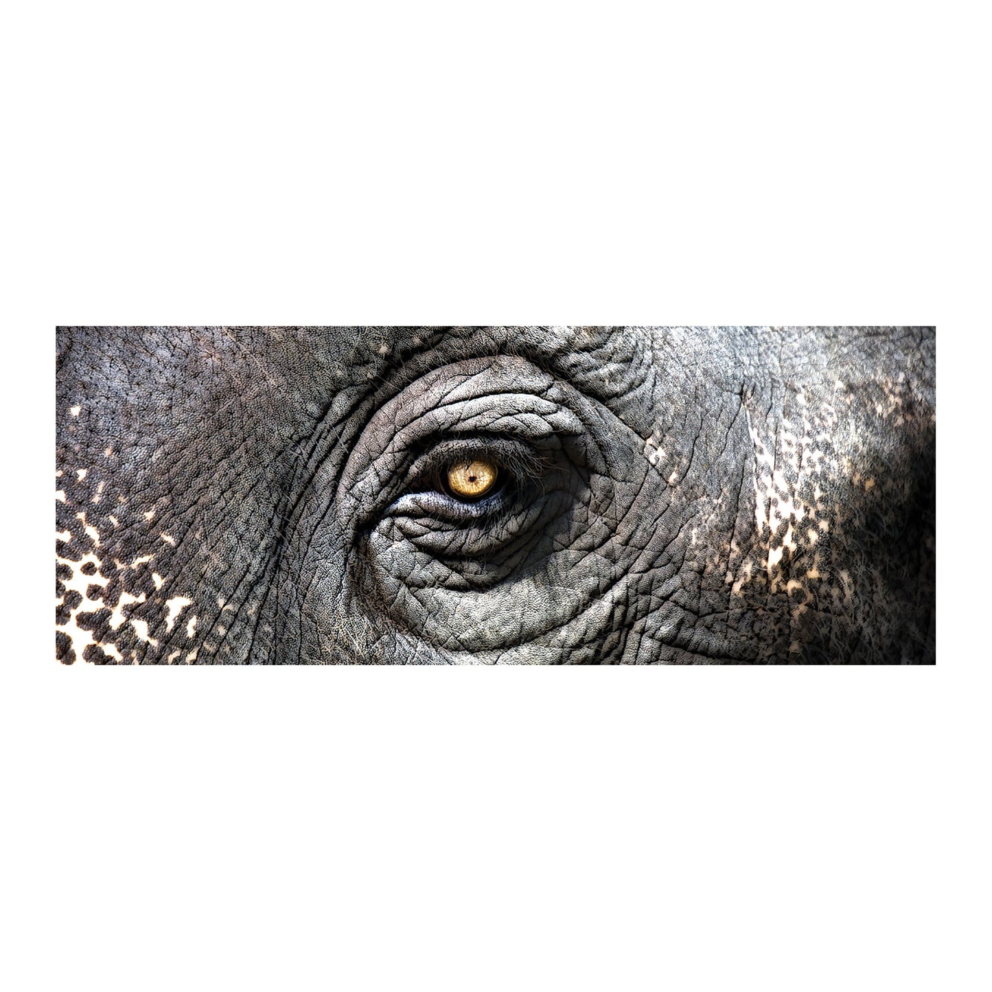 ELK STUDIO 146-025 Elephant Study (Exclusive Gianni Rusconi Print on Canvas)