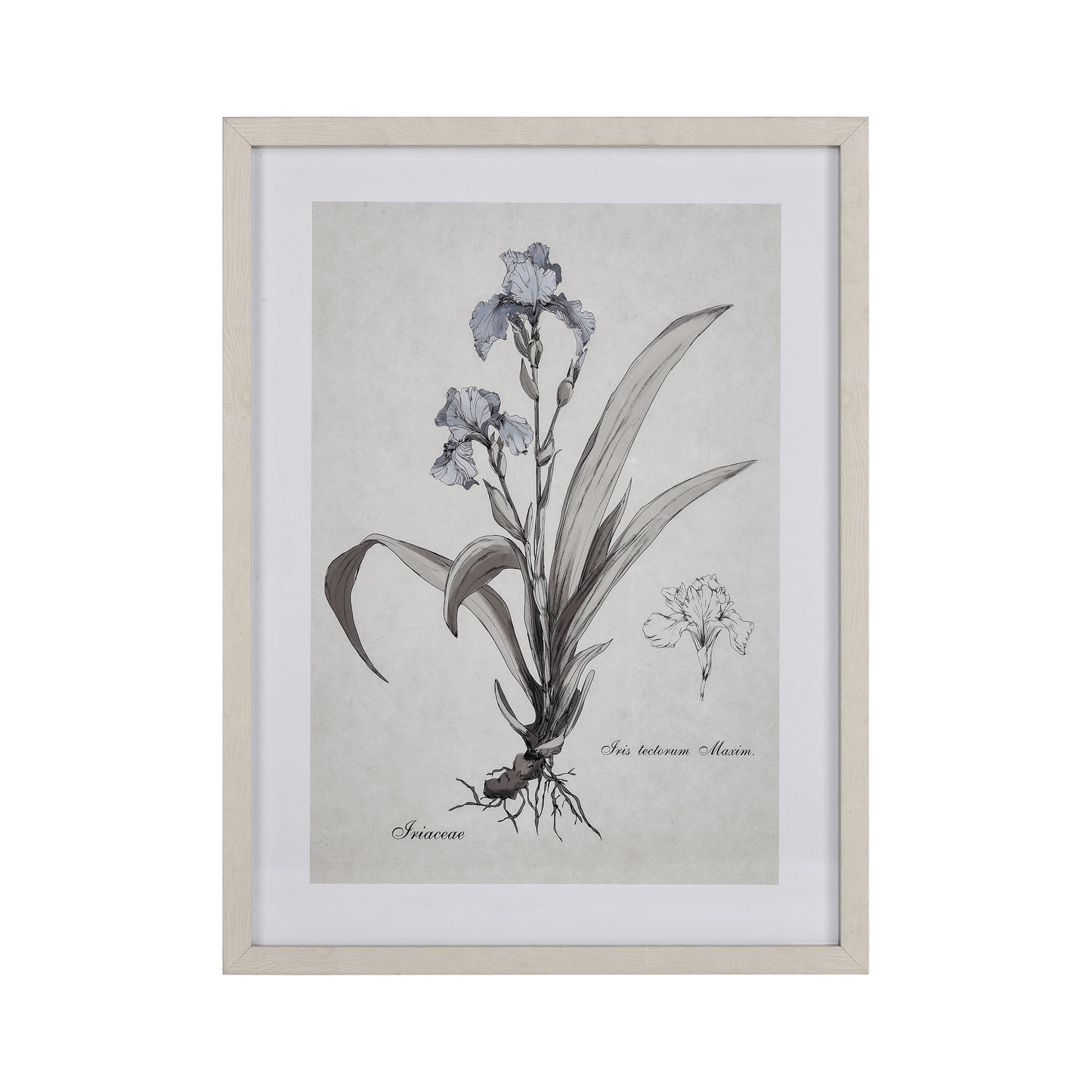 ELK STUDIO S0056-10633 Iris Botanic Framed Wall Art