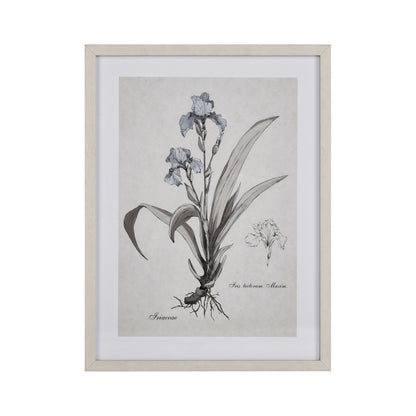 ELK STUDIO S0056-10633 Iris Botanic Framed Wall Art