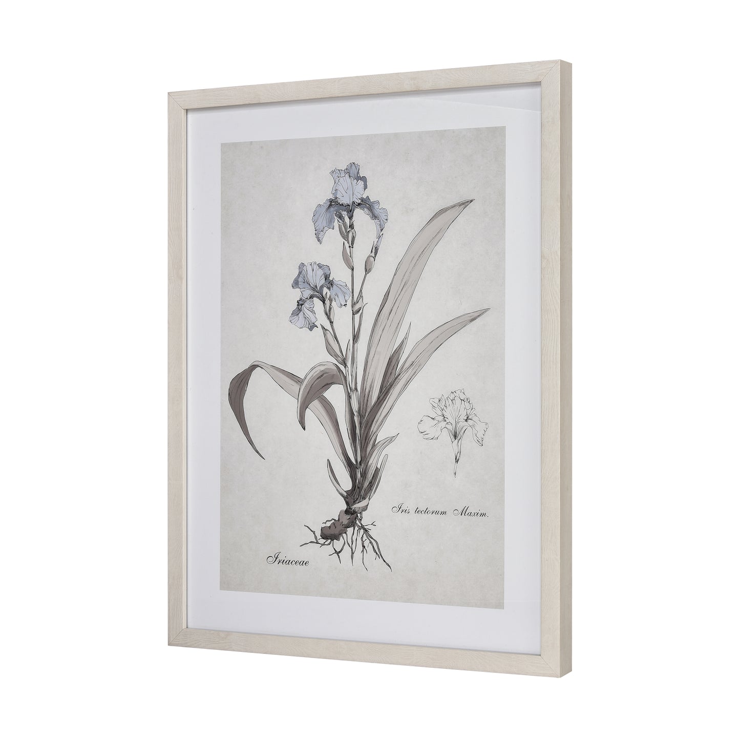 ELK STUDIO S0056-10633 Iris Botanic Framed Wall Art