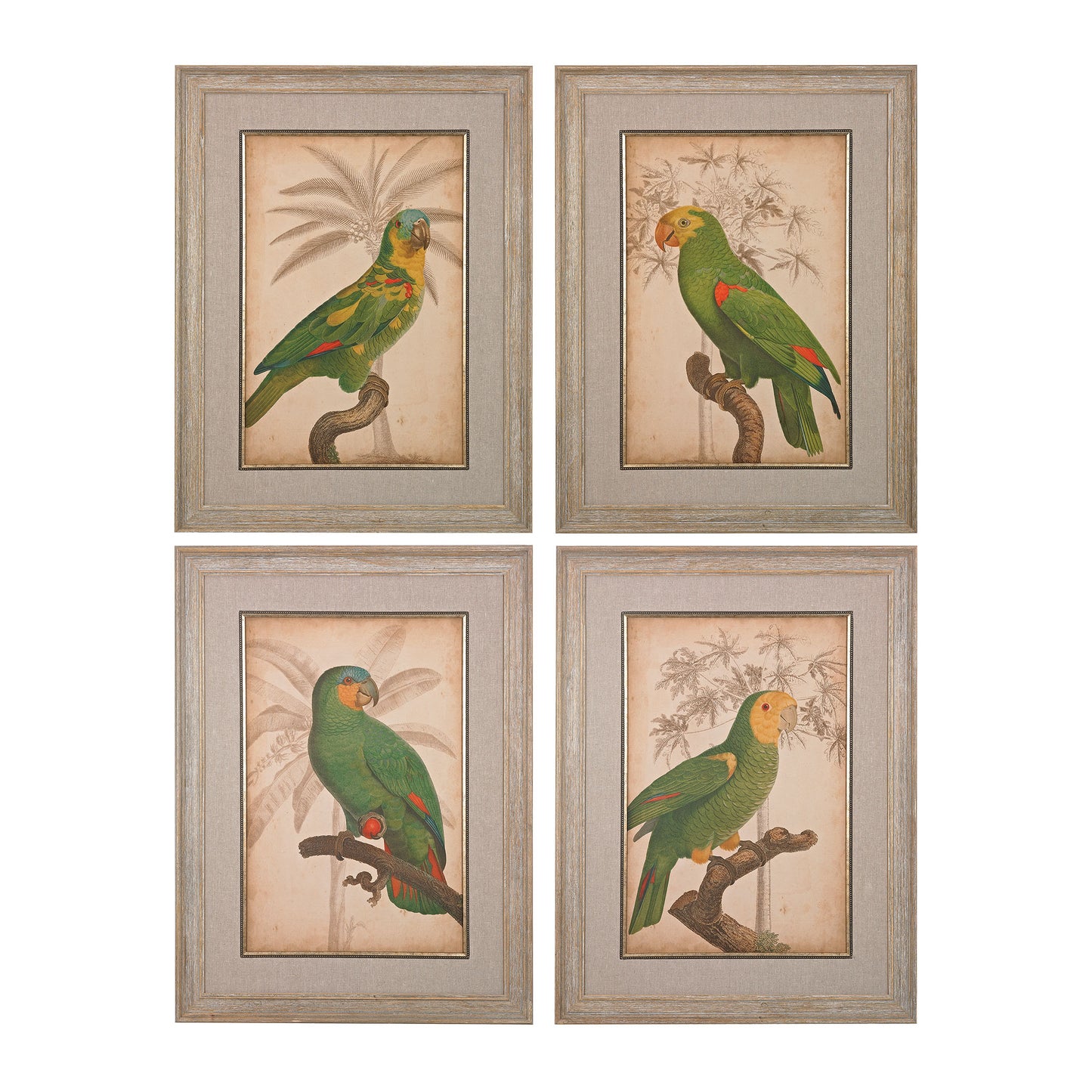 ELK STUDIO 151-018/S4 Parrot and Palm I, II, III, IV - Fine Art Giclee under Glass