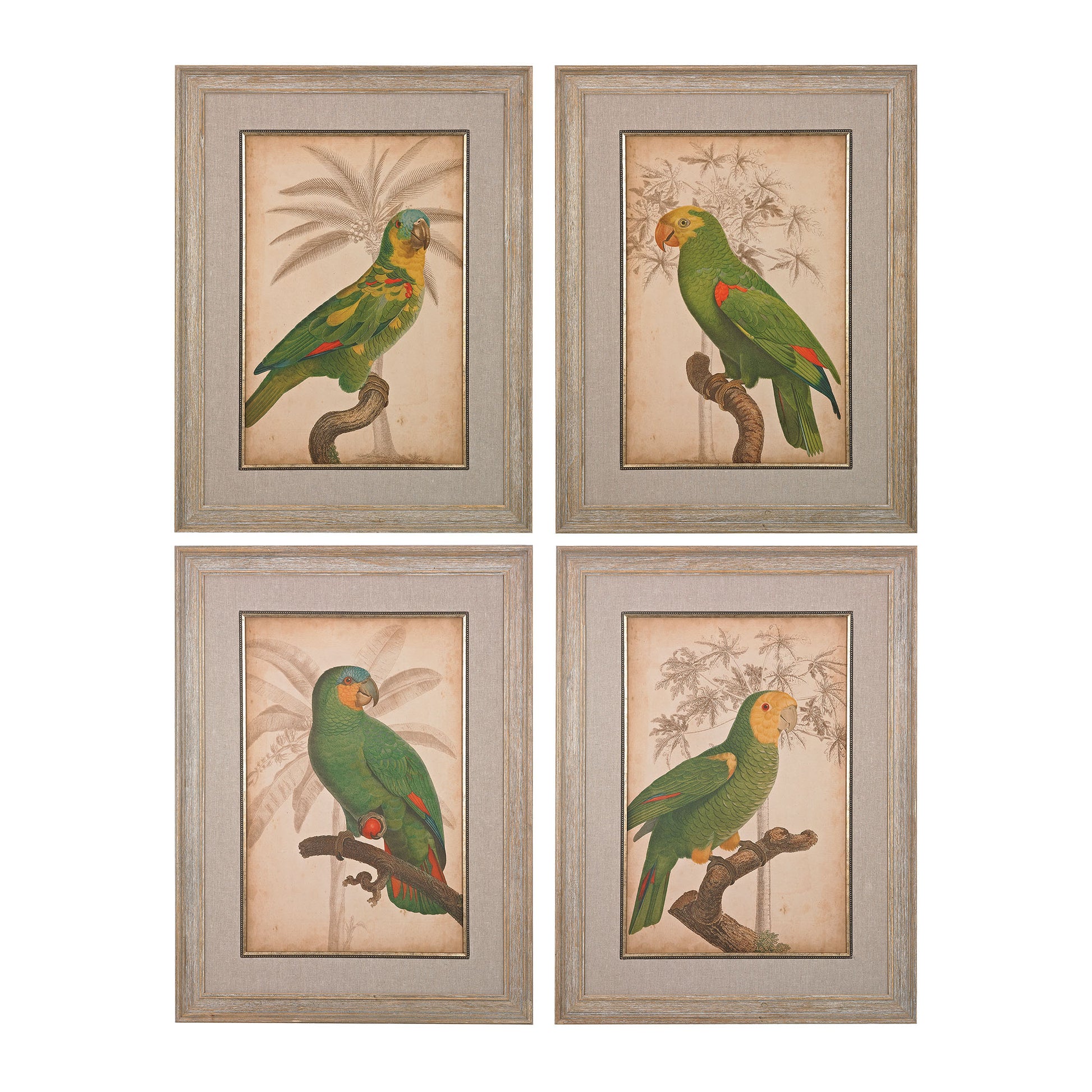 ELK STUDIO 151-018/S4 Parrot and Palm I, II, III, IV - Fine Art Giclee under Glass