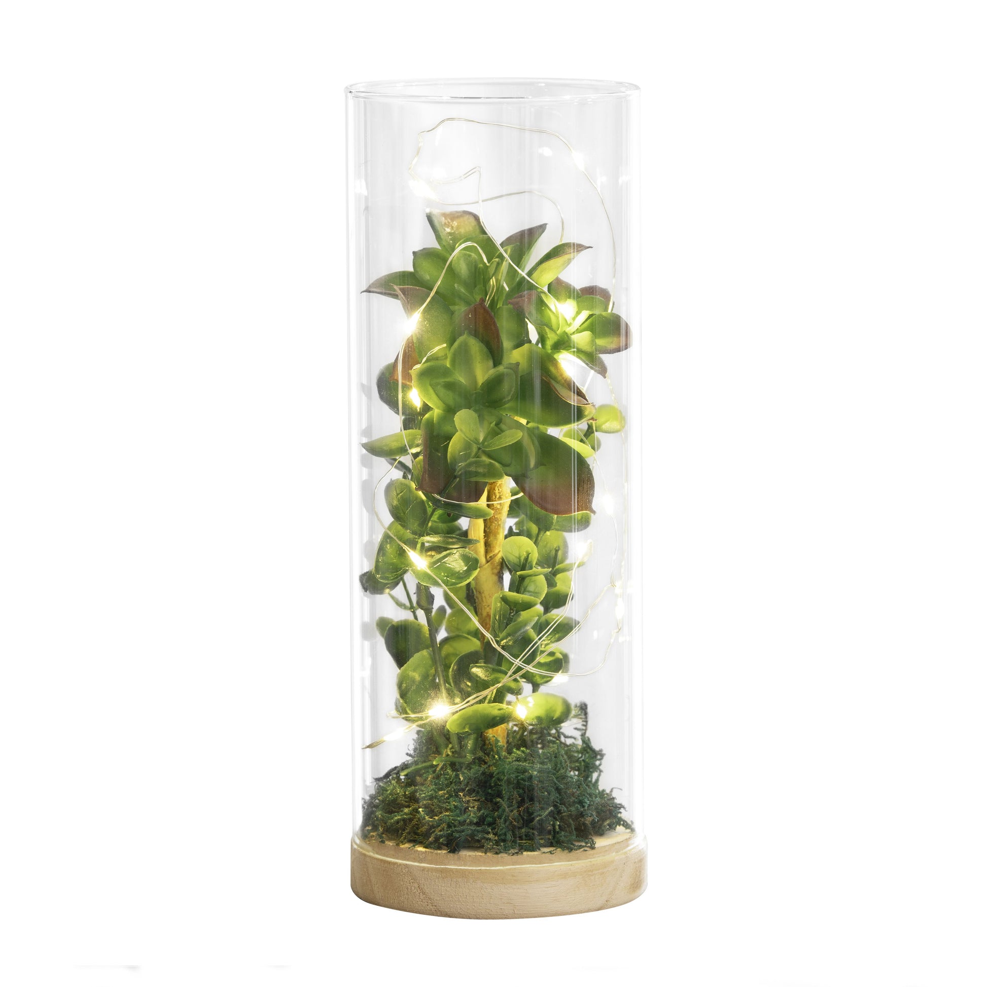 SAN MIGUEL 634239 Luna Lighting Terrarium